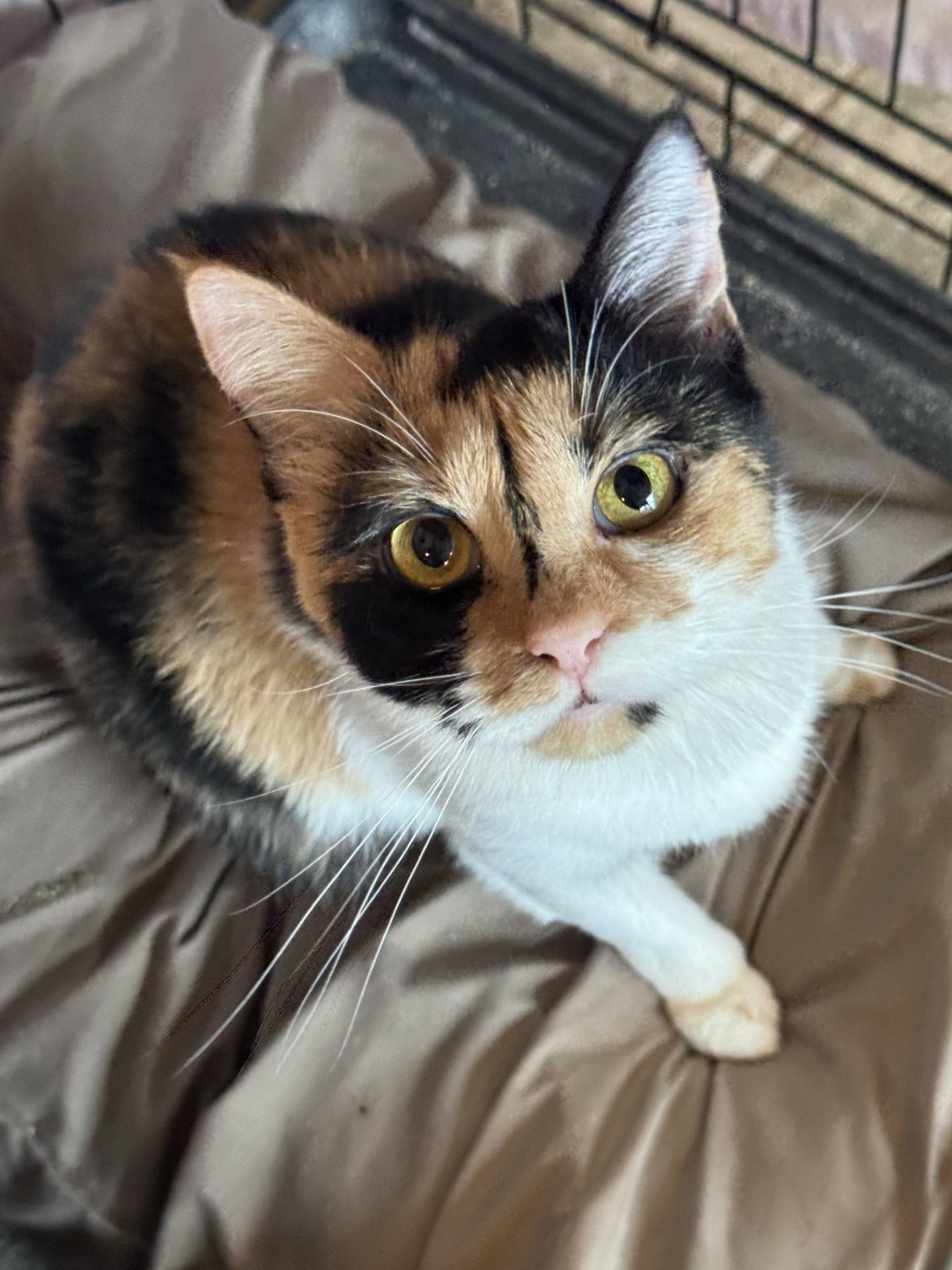 Druscilla is a 1-year-old gentle and loving calico that was an incredible mama to her litter of kittens, despite being slightly more than a kitten herself. Now that her kittens are old enough to be adopted, she also deserves a loving home. Druscilla loves pets on her head and back and will seek out attention from her fosters.  She’s not fond of being picked up but will follow her people around. Druscilla will be a loyal, loving and sweet friend to the adopters that bring her home. To meet Druscilla, email Catadoptions@nawsus.org. Visit nawsus.org.