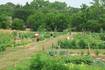 Calling all Green Thumbs: St. Charles Park District garden plots available for rent