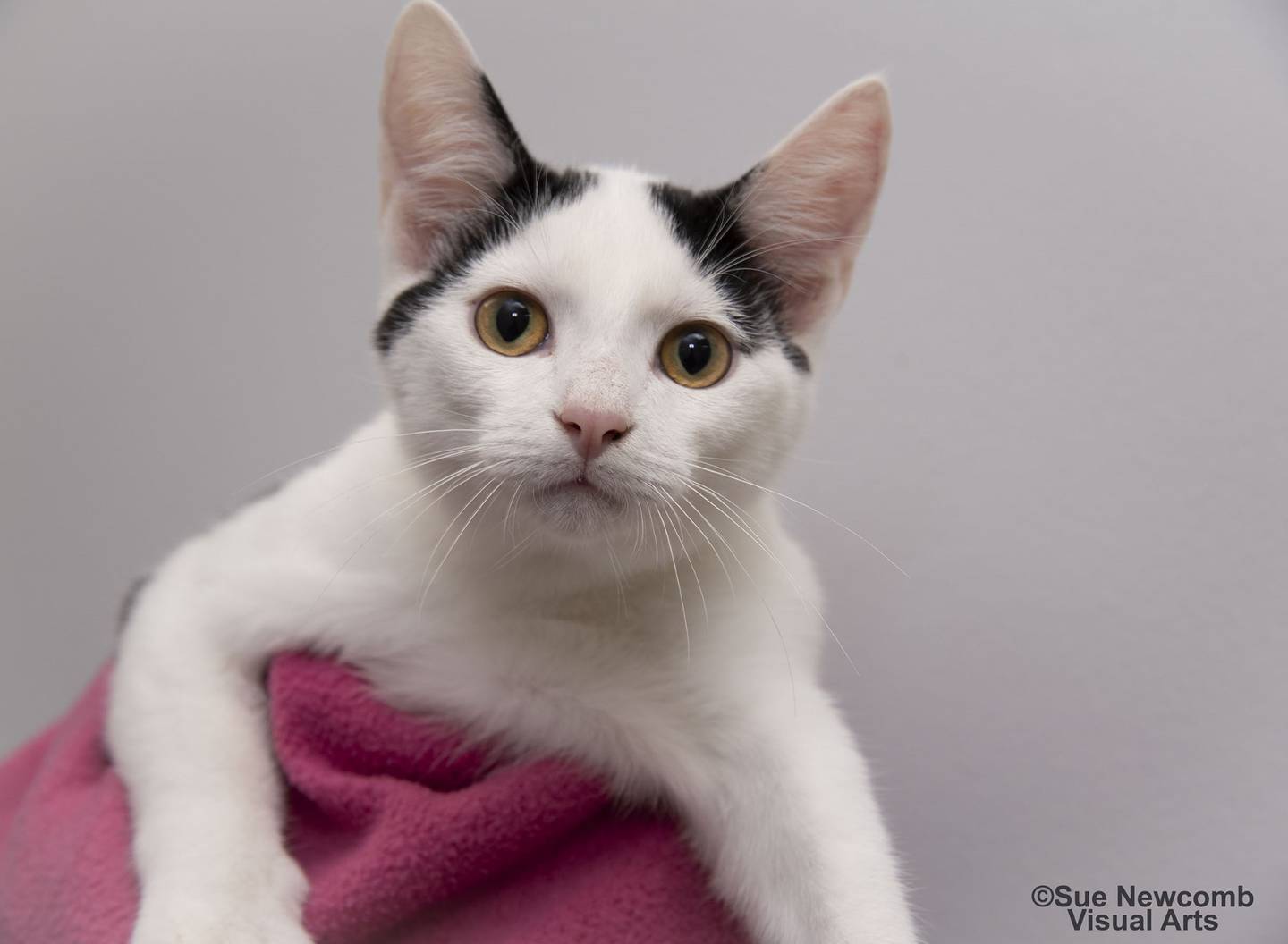 Boots is a domestic shorthair kitten who came from a southern Illinois animal control. He is rambunctious and loves to play. Boots enjoys pets but is still getting used to being held. Contact the Will County Humane Society at willcountyhumane.com and follow the instructions for the adoption process.