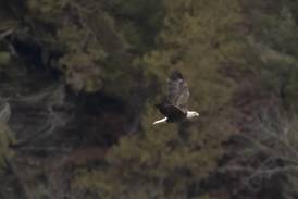 Eagle Watch Weekend returns to Starved Rock Country