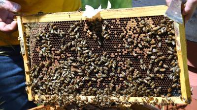 Illinois Valley Beekeeping Club meets Oct. 13 in Ottawa