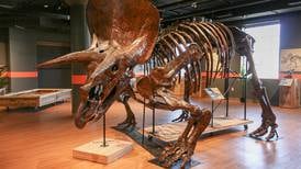 Dinosaur special exhibit to open at Dunn Museum