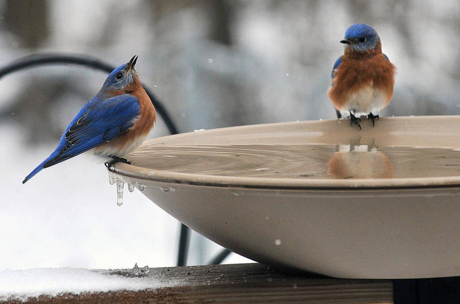 Help stop spread of bird flu stop using bird feeders and birdbaths