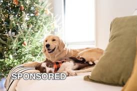 Safety Tips for Dogs this Holiday Season