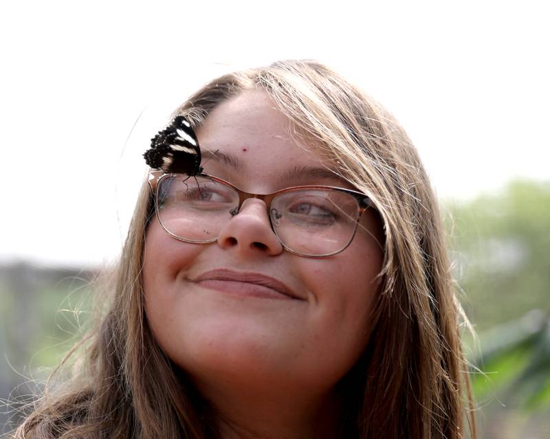 Photos Butterflies flutter at the Peck Farm Butterfly House in Geneva