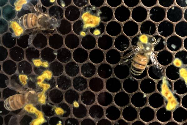 Who can keep bees in Huntley? Village reexamines local rules