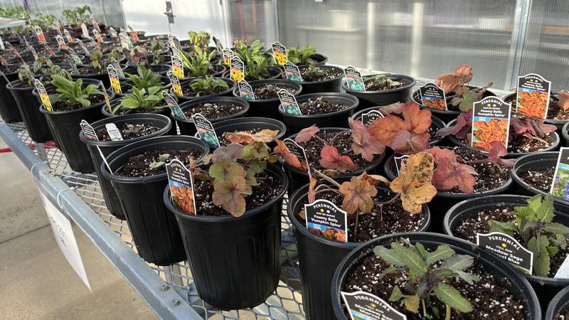 The Great Seed Event is set for 10 a.m. to 2 p.m. Feb. 7 at McHenry County College, in the cafeteria. More than 1,000 people are expected at the event, where gardeners will swap seeds and learn about composting, urban gardening and pocket prairies.