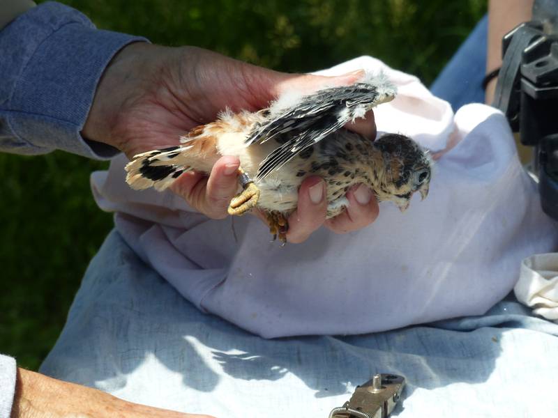 With assistance from wildlife biologists from the Forest Preserve District of Cook County, American kestrel chicks in the Kane County nest box program are weighed, measured and banded.