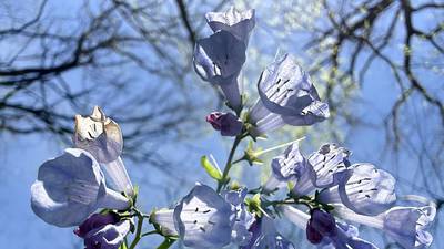 Photos: Virginia bluebells, other wildflowers bloom at Starved Rock State Park