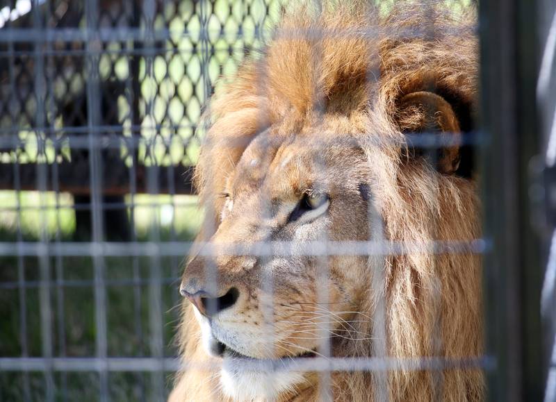 Wendell, a male lion who is part of the Culpepper & Merriweather Circus looks at crew members as they set up the "big top" tent on Monday, June 23, 2025 at Boggios in Granville.  Wendell was adopted by the circus after his previous owner could no longer care for him. The circus held two 90-minute shows and was sponsored by the Village of Granville and Boggio's Orchard & Produce, LLC. For 32 weeks of the year, Culpepper & Merriweather circus brings an action-packed 90 minute show to over 200 towns in 17 different states.
