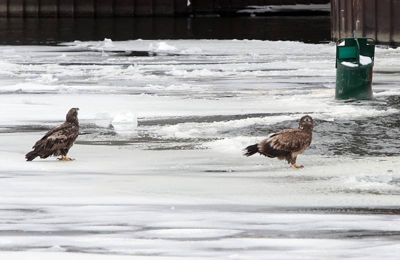 Young bald eagles walk onto ice under the train bridge in Ottawa on Thursday, Feb. 3, 2022.