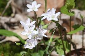 Take mom to learn about wildflowers in Genoa with guide