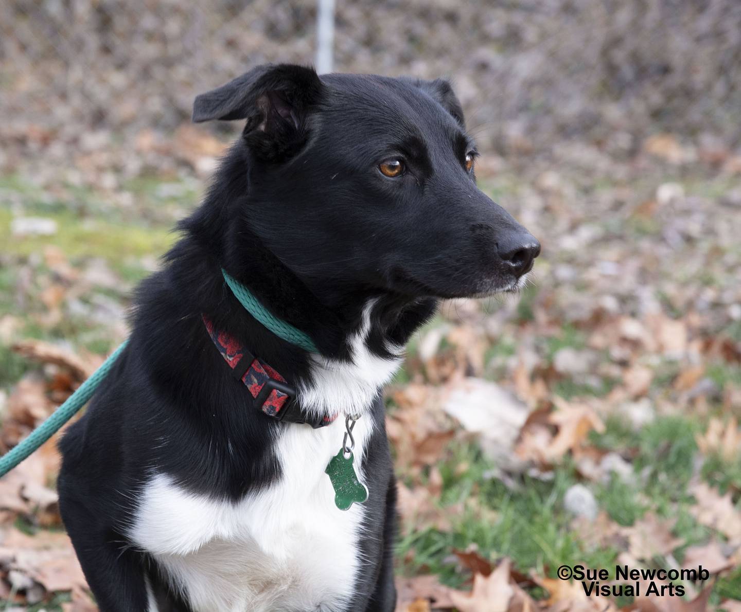 Libby is a border collie mix who came to the humane society from Kentucky. She is sweet and gentle but will need a patient adopter to gain her trust and get her adjusted to her new life. Contact the Will County Humane Society at willcountyhumane.com and follow the instructions for the adoption process.