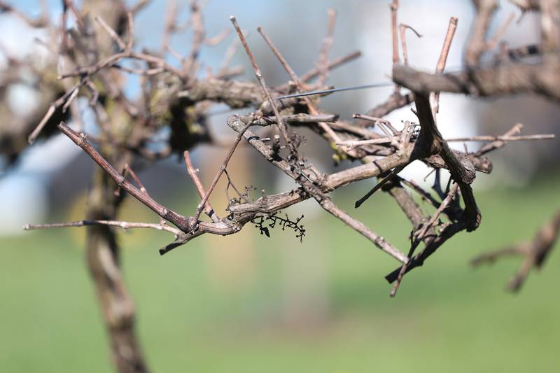 Recently pruned grapevines are starting to bud at Mistie Hill Vineyard on Saturday, April 13 in Custer Park.