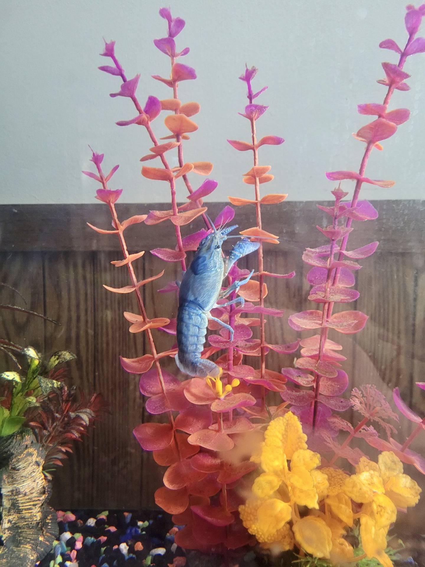 "Big blue," the blue crawfish Seth Pickett pulled out of farm creek near Arlington Sunday has a new home in his aquarium.