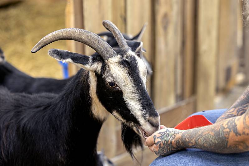 Magnolia, mother to several rare Arapawa goats on the Sweeney farm, comes out for a bit of grain from Shawn Tuesday, June 6, 2023. Numbers are hard to come by but it’s estimated less than 500 of these breed of goats exist in the world.