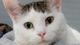 Affectionate cat eager to meet forever family
