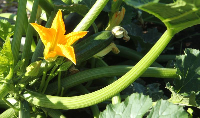 A zucchini plant grows at the Fox Lake Community Garden.  (7/10/22)