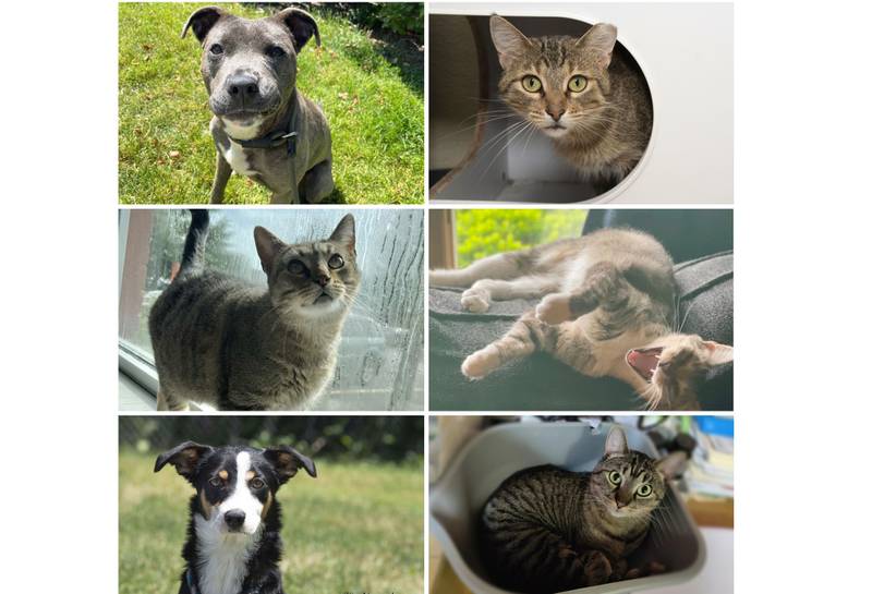The Herald-News presents this week’s Pets of the Week. Read the description of each pet to find out about it, including where it can be adopted in Will County.