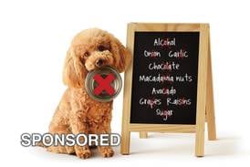 March Is Pet Poison Awareness Month: Protect Your Pets from Hidden Dangers