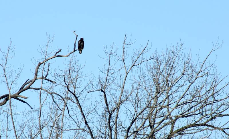 All eyes were trained on this single bird in the branches high above Lawrence Park island in the Rock River on the morning of Saturday, Feb. 11, 2023.