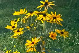 Down the Garden Path: Gardening with native wildflowers
