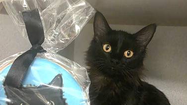 Young cat has a lot of love to give to forever family