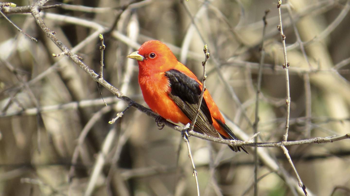 Sharp-dressed Man (with scarlet tanager photo) and this caption: Sharp dressed in red and black, male scarlet tanager pauses for his closeup before resuming his foraging activities. Photo by Nikki Dahlin.