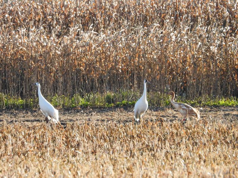 A mated pair of critically endangered whooping cranes and its colt stopped by Muirhead Springs Forest Preserve in Hampshire on Nov. 9-10, 2023