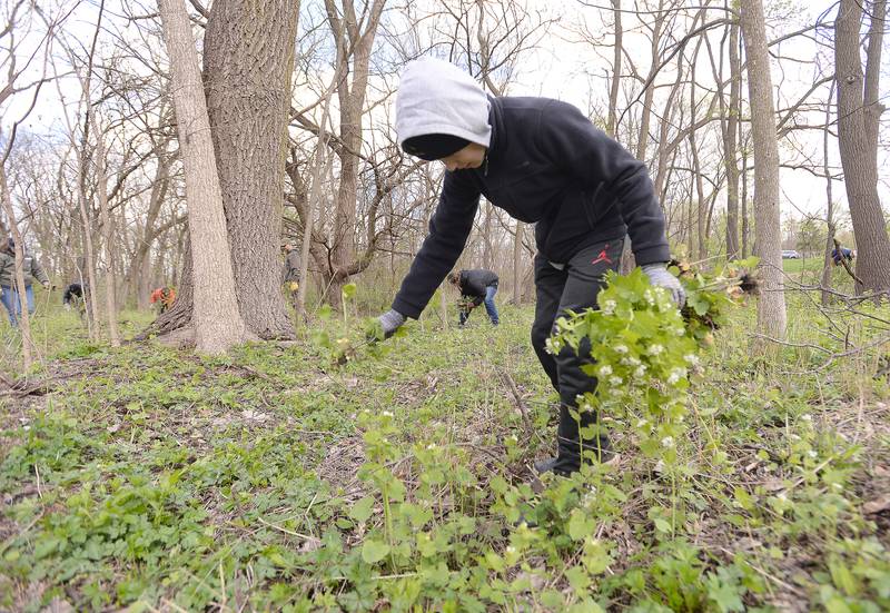 Leo Raitano of Glen Ellyn participates in the Clean Up of Ackerman Woods as part of a team effort with Cub Scout Troop 158 and the Glen Ellyn Park District for Earth Day Saturday, April 20, 2024.