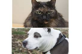 Pets of the Week: May 28, 2023