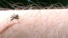West Nile mosquitoes found in 3 cities in La Salle County