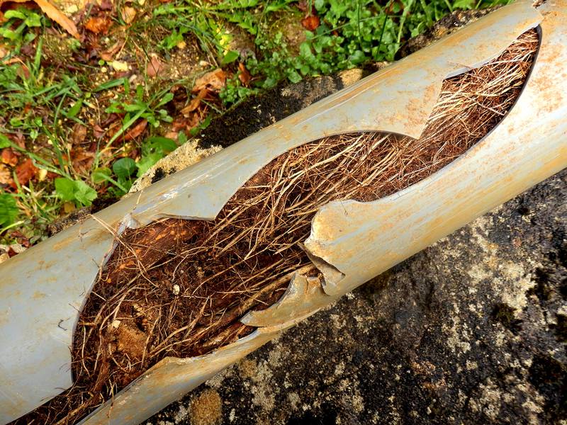 Done Rite Plumbing - Understanding Sewer Backups: Causes and Solutions