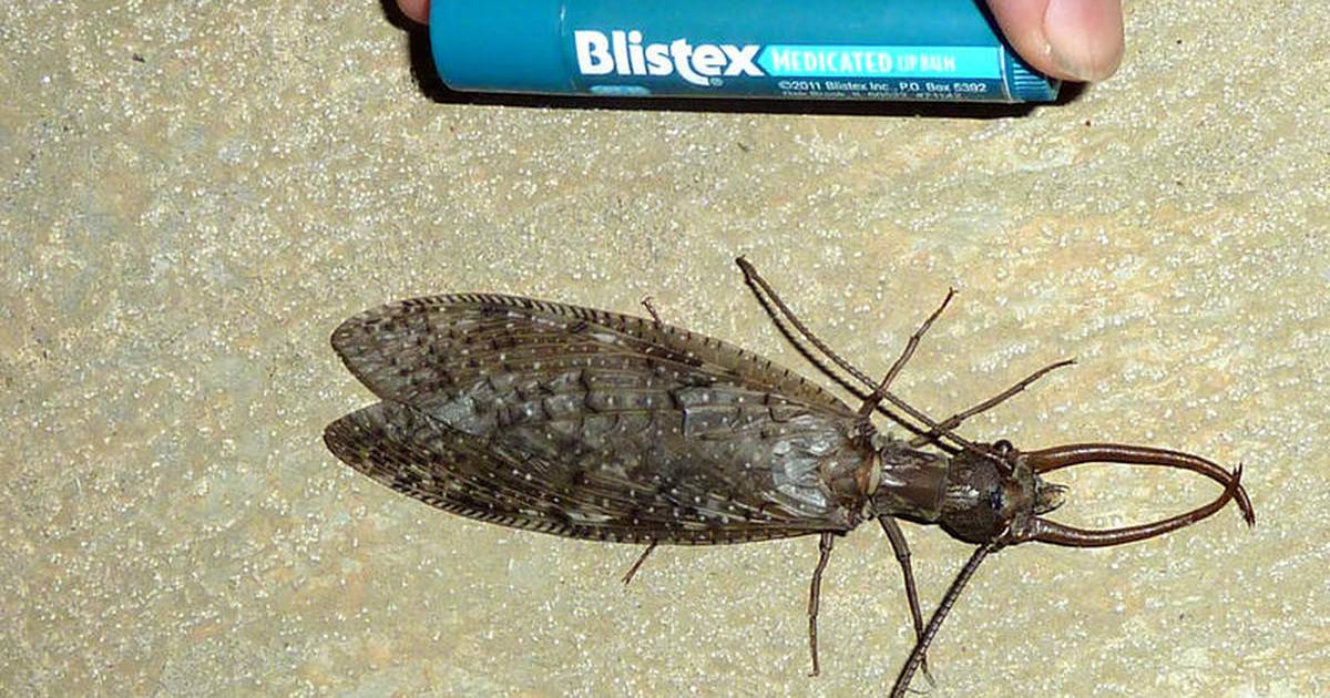 Hellgrammit Larvenhaus