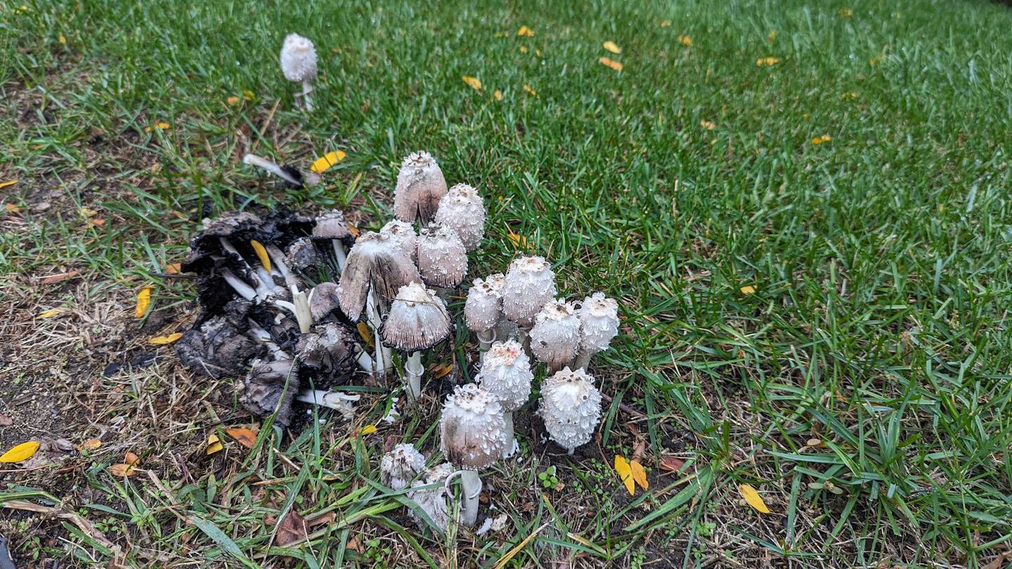 toadstools