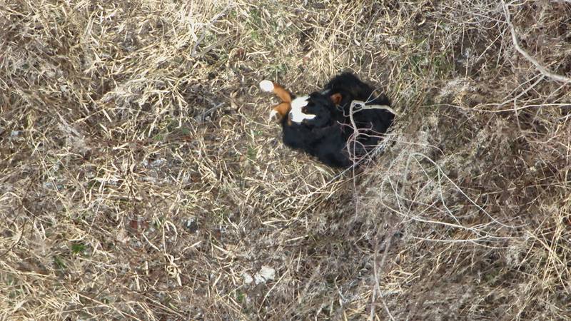 Charlie, a Bernese mountain dog from Crystal Lake, went missing on New Year's Eve. He was found on Sunday, Jan. 5, 2025, with the help of Mike Smith of SmithicAir and his thermal drone.