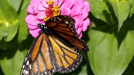 Batavia Plain Dirt Gardeners monthly meetings to resume Sept. 16