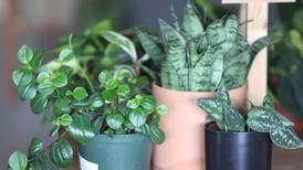 DeKalb library to offer houseplants workshop March 3
