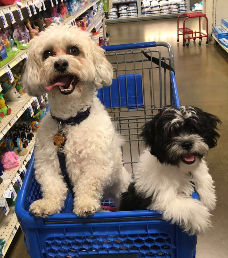 Kirby (left) and Daisy died under fishy circumstances within months of her owner starting a relationship with a man she met on a dating app, police said.