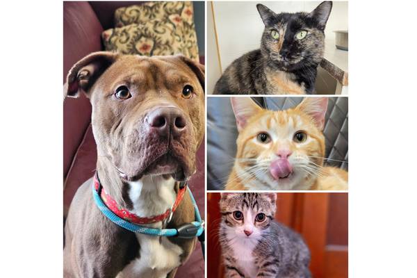 Will County Pets of the Week: Dec. 29, 2025