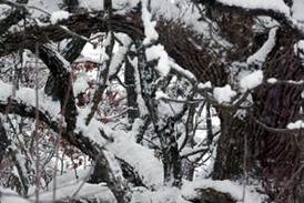 Down the Garden Path: ‘Exploding’ trees are a rare thing