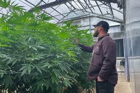 Intoxicating hemp remains unregulated in Illinois following legislative inaction