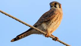 Good Natured in St. Charles: Tips to identify colorful American kestrel