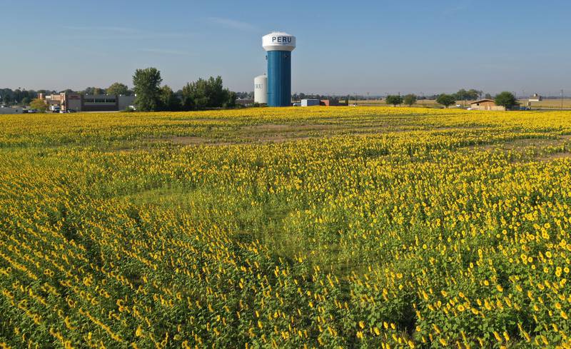 A large sunflower field is in full bloom on Wednesday, Sept. 17, 2025 underneath the Peru Water Tower.