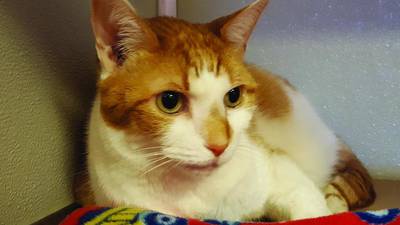 Owner’s illness forces cat to look for new family