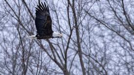 Photos: Visitors brave winter weather at Starved Rock State Park during Bald Eagle Weekend