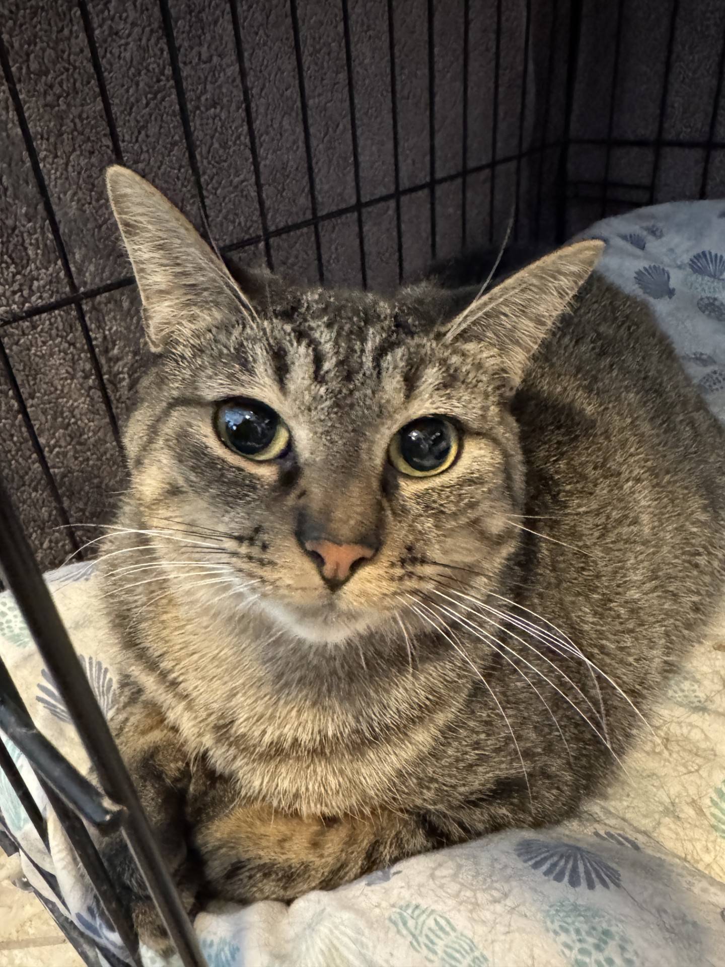 Zeu is 2-year-old sweet, friendly, playful and chatty tabby who was rescued with her littermates after being found as stray kittens. She spent much of her young life in foster care, learning about life in a home and becoming socialized, and is now at NAWS waiting for someone to adopt her.  Zeu reaches out from her kitty tower for attention; she loves gentle pets on her head and neck. To meet Zeu, email dogadoption@nawsus.org. Visit nawsus.org.
