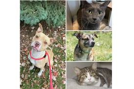 Pets of the Week: Dec. 4, 2023