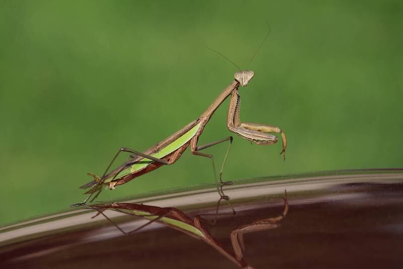 Mallory Maticic's photo of a walking stick took home third place in the reptile/invertebrate/amphibian/fish category of the Brookfield Zoo's photo contest.