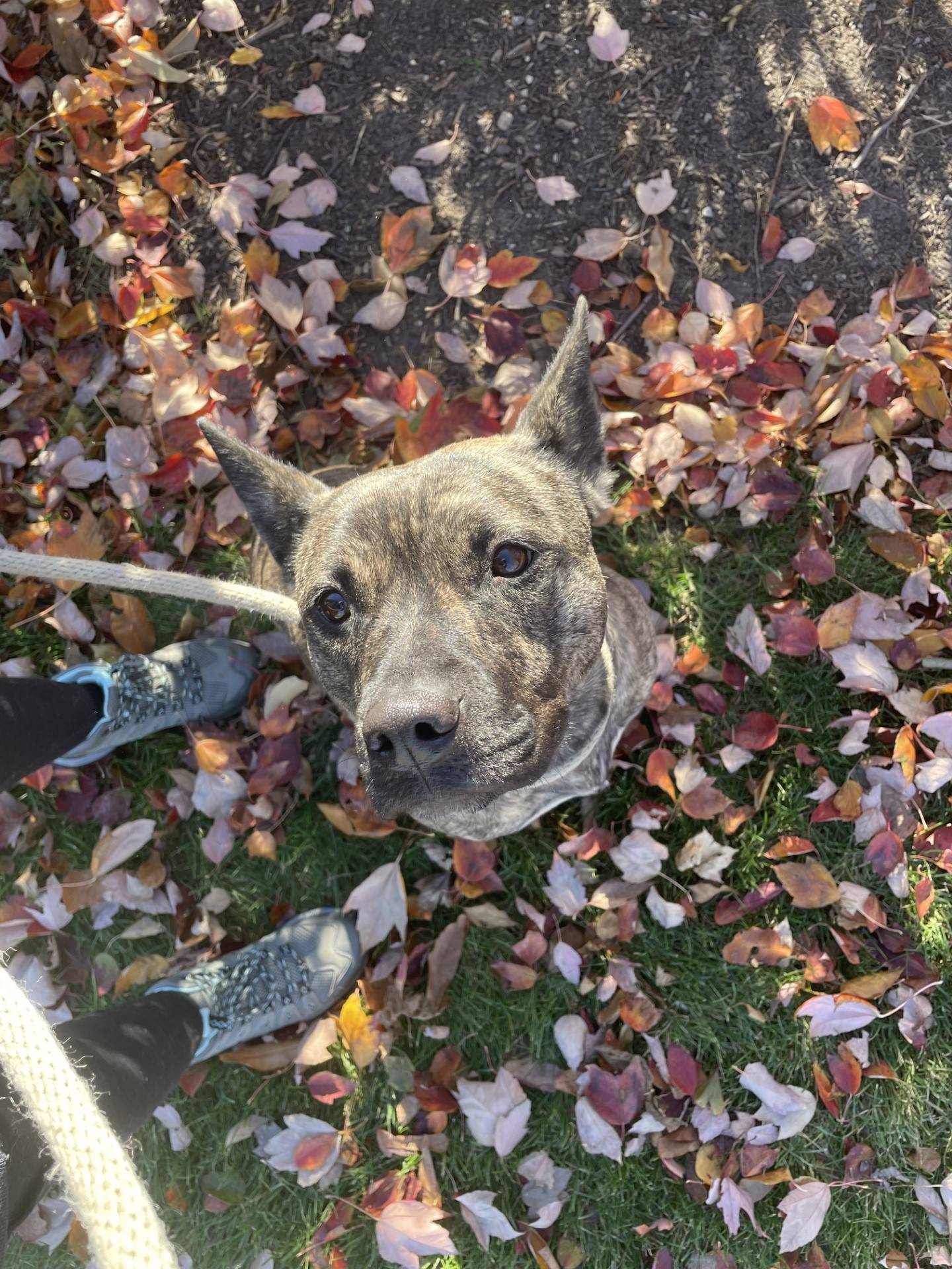 Diamond is a 2-year-old cattle dog mix. She was recently relinquished when her owner moved. She is calm and quiet, even in a busy shelter, but she does like to play. She can be timid until she warms up. But then she is very affectionate. She used to live in a home with children and other dogs. To meet Diamond, email Dogadoption@nawsus.org. Visit nawsus.org.